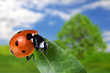 Seven-spot ladybird Seven-spot ladybird