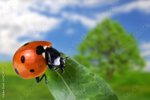 Foto: Seven-spot ladybird Seven-spot ladybird