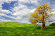 Old oak tree in the field