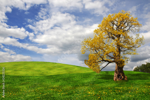 Photo: Old oak tree in the field Old oak tree in the field