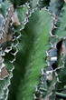 Aloe Pendens d'Arabie et du Yemen