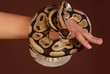 royal python snake royal python snake