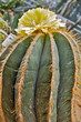 Cactus en fleur