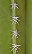 Epines de Cactus en gros plan