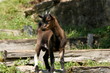 Chevreau