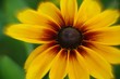 blume