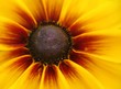 blume