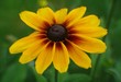 sonnenblume