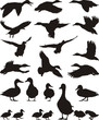Mallard
