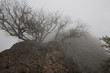 Fractal tree in mist