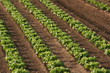 salatfeld