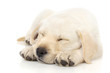 Foto: Puppy sleeping on paws Puppy sleeping on paws