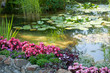 Pond