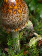 Mushroom look
