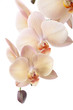 Isolated orchid flowers on white