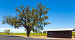 California Vineyards California Vineyards