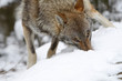 wolf