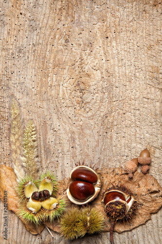 Photo: Chestnut border Chestnut border