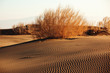 Shrub Saxaul (Haloxylon) in sand desert Shrub Saxaul (Haloxylon) in sand desert