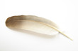 Feather on white background #2.
