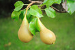 Pears