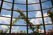 Foto: Rosendom Detail Rosenhöhe Rosendom Detail Rosenhöhe