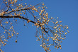 drupes de neem, margousier, lilas des Indes