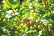 Photo: Stachelbeeren Stachelbeeren