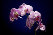 Beautiful Orchid on Black Background