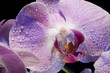 Beautiful Orchid on Black Background with Drop Water