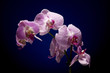 Beautiful Orchid on Black Background with Drop Water