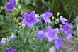 Photos : Campanula pyramidalis
