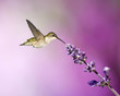 Purple Hummingbird