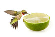 Hummingbird And Lime