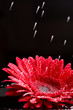 red gerber with water drops