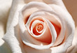 Foto: Rose Rose