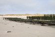Moules de Bouchots Picardie