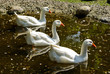 Gänse