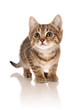 Kitten standing up