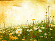 Beautiful grunge background with daisies Beautiful grunge background with daisies