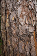 tree surface