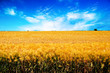 Foto: Weizenfeld Weizenfeld