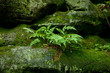 Fern and Rocks