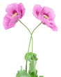 two poppies