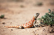 Lizard in desert Lizard in desert