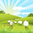 sheeps