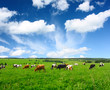 Cows