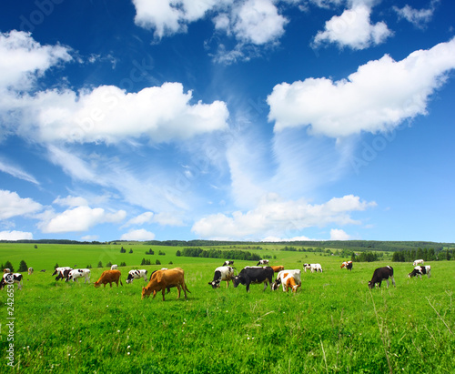 Photo: Cows Cows