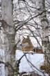 wolf in winter