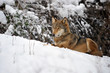 wolf in winter